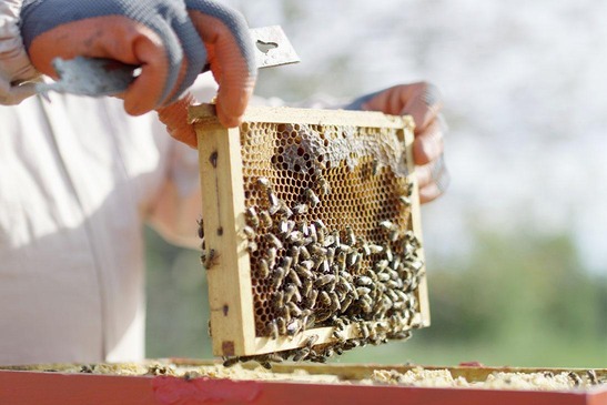 © ÖBB/WeXplore Beekeeper with bees